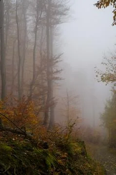 Between trees, a path disappears softly Stock Photos