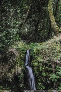 Between trees Stock Photos