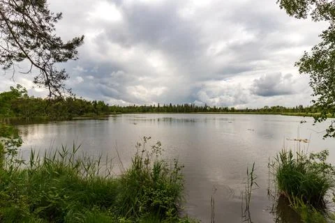 Between trees Stock Photos