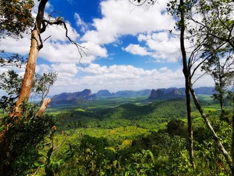 Between the trees view , Krabi trail. Stock Photos