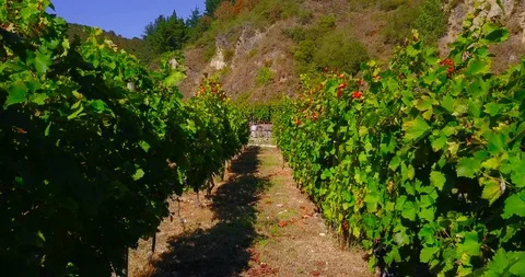 BETWEEN TWO GREEN VINEYARDS Stock Footage 95540702