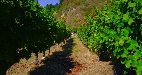 BETWEEN TWO GREEN VINEYARDS Stock Footage 95540741