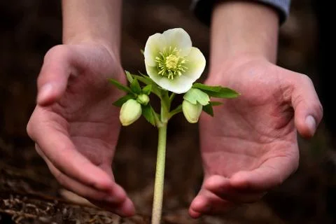 Between the two hands of flowers Foto stock