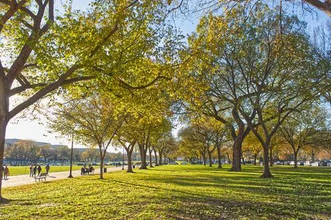 Between Two Long Lines of Trees Stock Photos