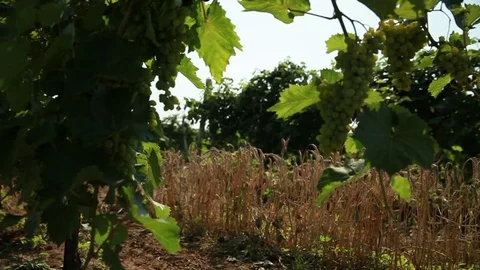 Between the two rows of the vineyard grows a strip of planting of wheat Stock Footage 74480033