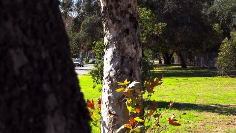 Between two trees Stock Footage 85493184