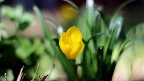 Between Two Trees Stock Footage 99116751