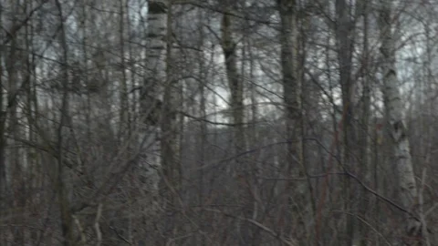 Between two trees Stock Footage 123070318