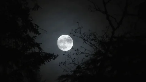 Between Two Trees Full Moon Rise At Night Stock Footage