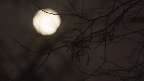 Between Two Trees Full Moon Rise At Night Stock Footage 234254658