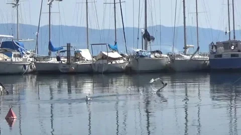 Between yachts seagulls hunt for fish that appears on the surface of th Vídeos de archivo 152298467