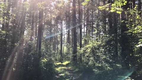 Beuatiful Deep Forest in Sunny Summer Time Stock Footage 98367085