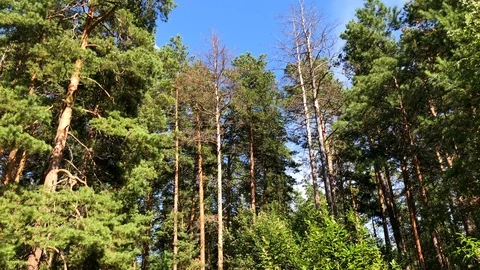 Beuatiful Deep Forest in Sunny Summer Time Stock Footage 98367144