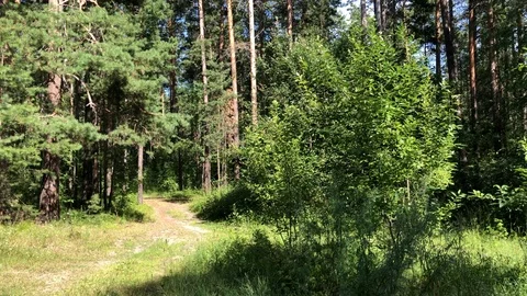 Beuatiful Deep Forest in Sunny Summer Time Stock Footage 98367619