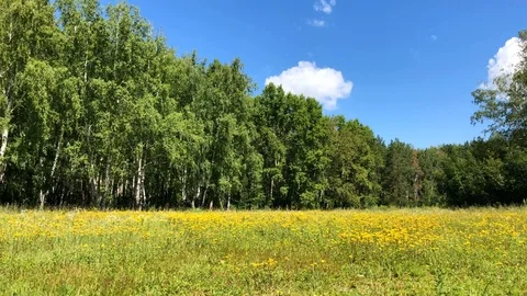 Beuatiful Deep Forest in Sunny Summer Time Stock Footage 98368086