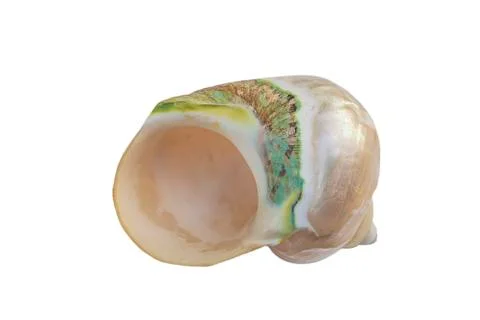 Beuatiful nacre shell isolated on a white background Stock Photos