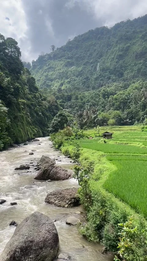 A beuaty combination between a river, a rice field &amp; a mountain, indonesia. Видео 343606012