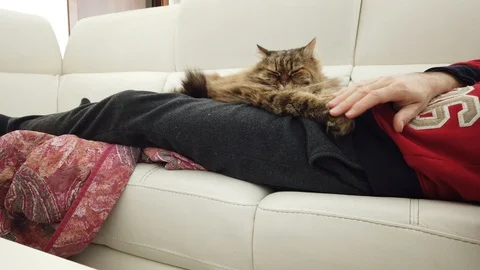 Beuaty long haired cat lies on the owner in relax, siberian breed Stock Footage 127720122