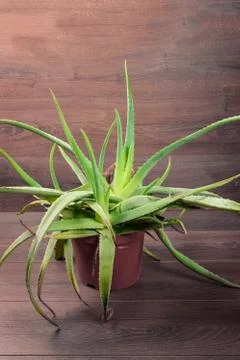 Beutiful Aloe Vera 库存照片