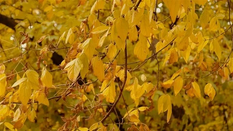 Beutiful Autumn Yellow Leafs On The Windy Day Stock Footage 93135328