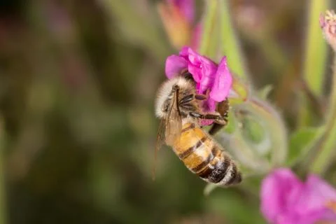 A beutiful bee, apis mellifera, working on flower Stock Photos