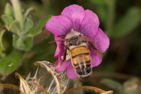 A beutiful bee, apis mellifera, working on flower Stock Photos