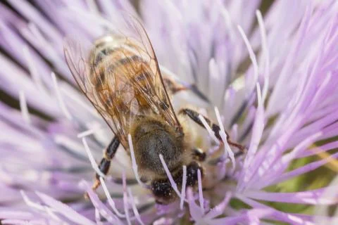 A beutiful bee, apis mellifera, working on flower Stock Photos