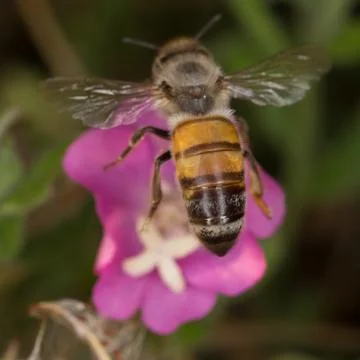 A beutiful bee, apis mellifera, working on flower Stock Photos