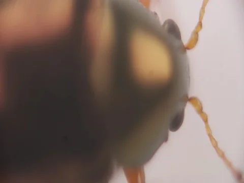 Beutiful Beetle 動画素材 77553818