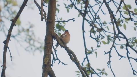Beutiful bird on blooming green trees in the park. Beautiful nature. Slow motion Stock Footage 90294462