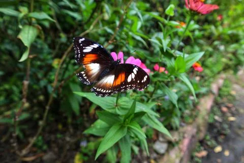 Beutiful butterfly Foto stock