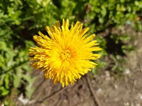 Beutiful Dandelion Stock Photos