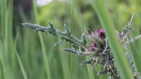 BEUTIFUL BUT DANGEROUS FLOWER IN MT KENYA FOREST. Stock Footage 313751964