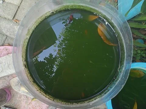 Beutiful fish aquarium Foto stock