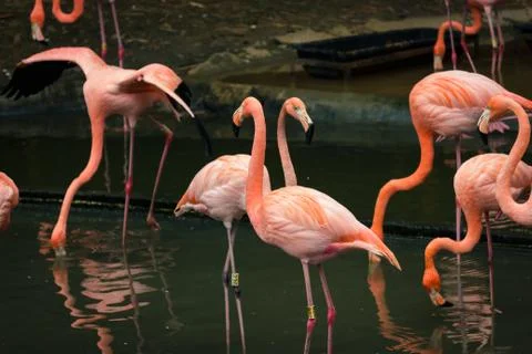 Beutiful flamingos in a group Stock Photos