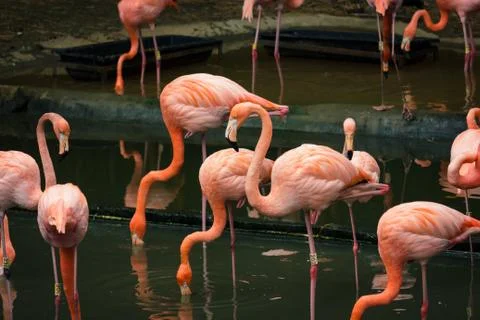 Beutiful flamingos in a group Stock Photos