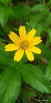 Beutiful flower Stock Photos