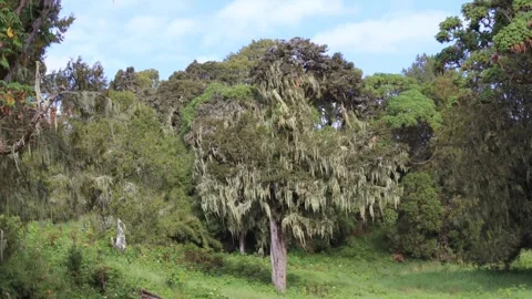 BEUTIFUL MONTANE VEGETATION INSIDE MT KENYA NATIONAL PARK. Stock Footage 313751965