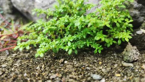 Beutiful moss Stock Photos