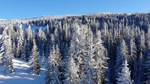 Beutiful Mountain Trees Stock Footage 105460409