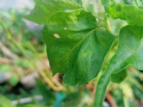 Beutiful nature Foto stock