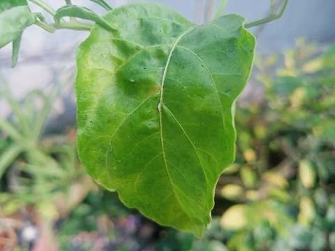 Beutiful nature Stock Photos