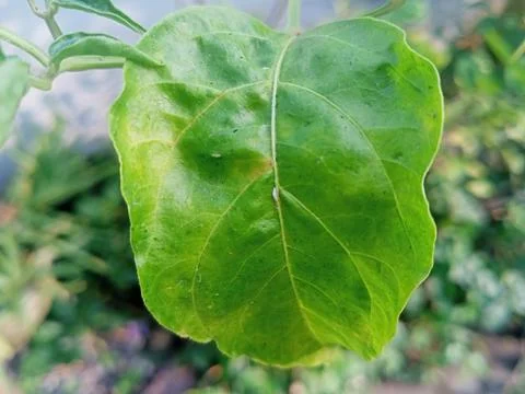 Beutiful nature Stock Photos