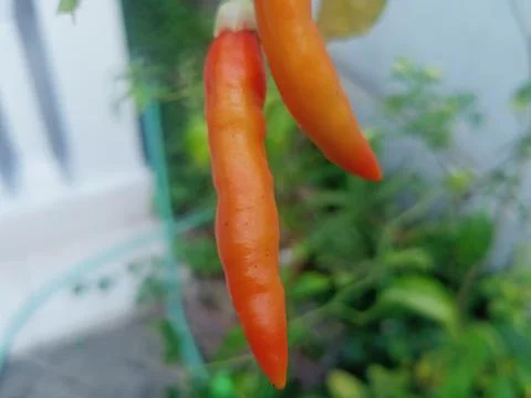 Beutiful nature Foto stock