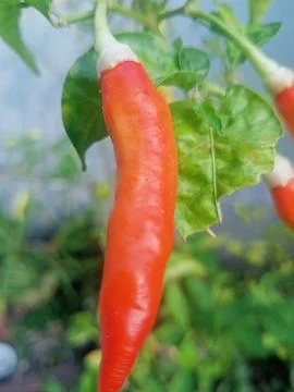 Beutiful nature Foto stock