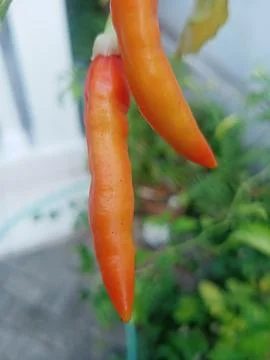 Beutiful nature Foto stock