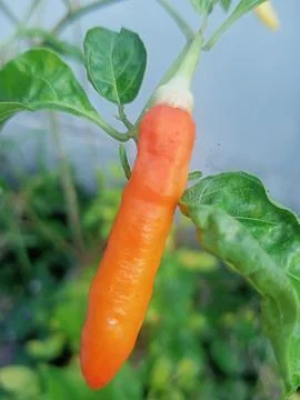 Beutiful nature Stock Photos