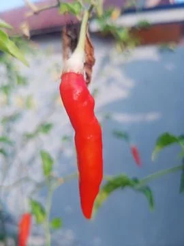 Beutiful nature Foto stock