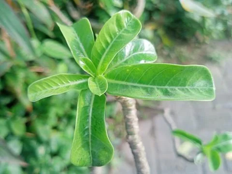 Beutiful nature Foto stock