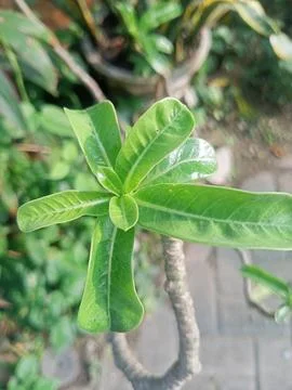 Beutiful nature Foto stock